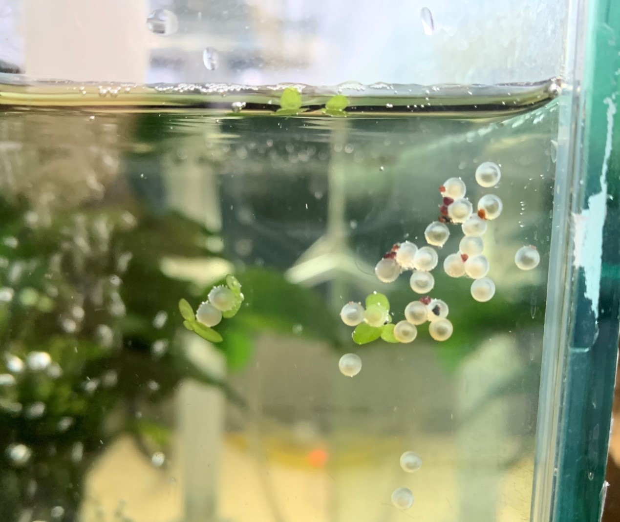 黏附於缸壁的卵粒