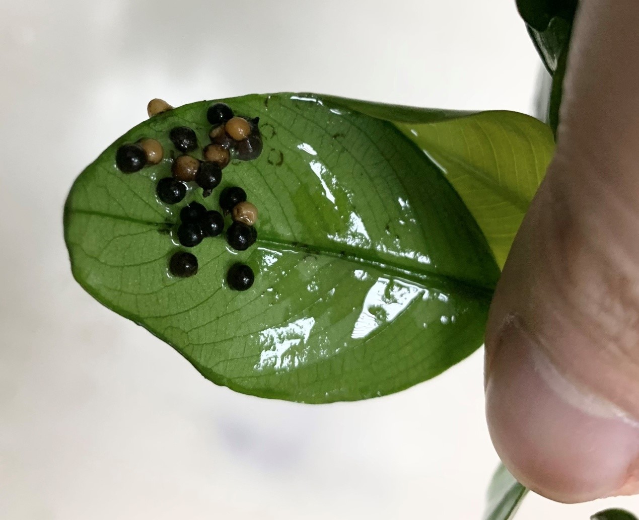 即將孵化的受精卵呈現黑色,未受精成功的卵粒為黃褐色