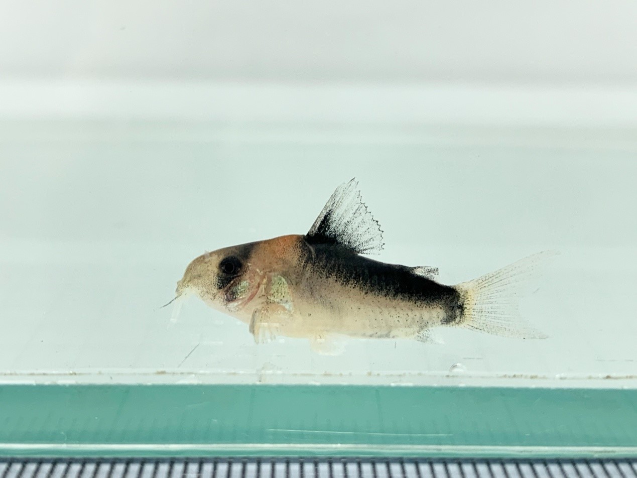 孵化50天之黑金紅頭鼠仔魚,已有成魚外觀