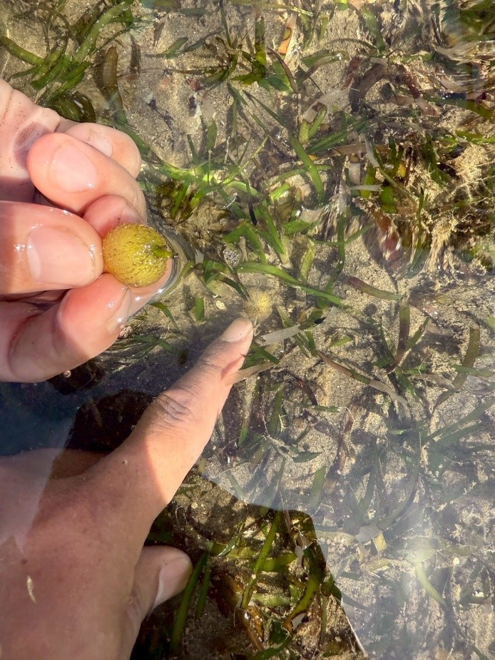 海口原生棲地的泰來草，與其內含種子的果實