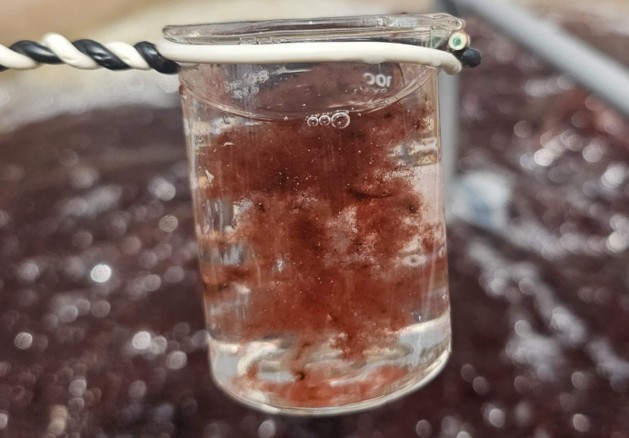 海門冬為一種紅色海藻,四分孢子體階段為細絲狀(左)