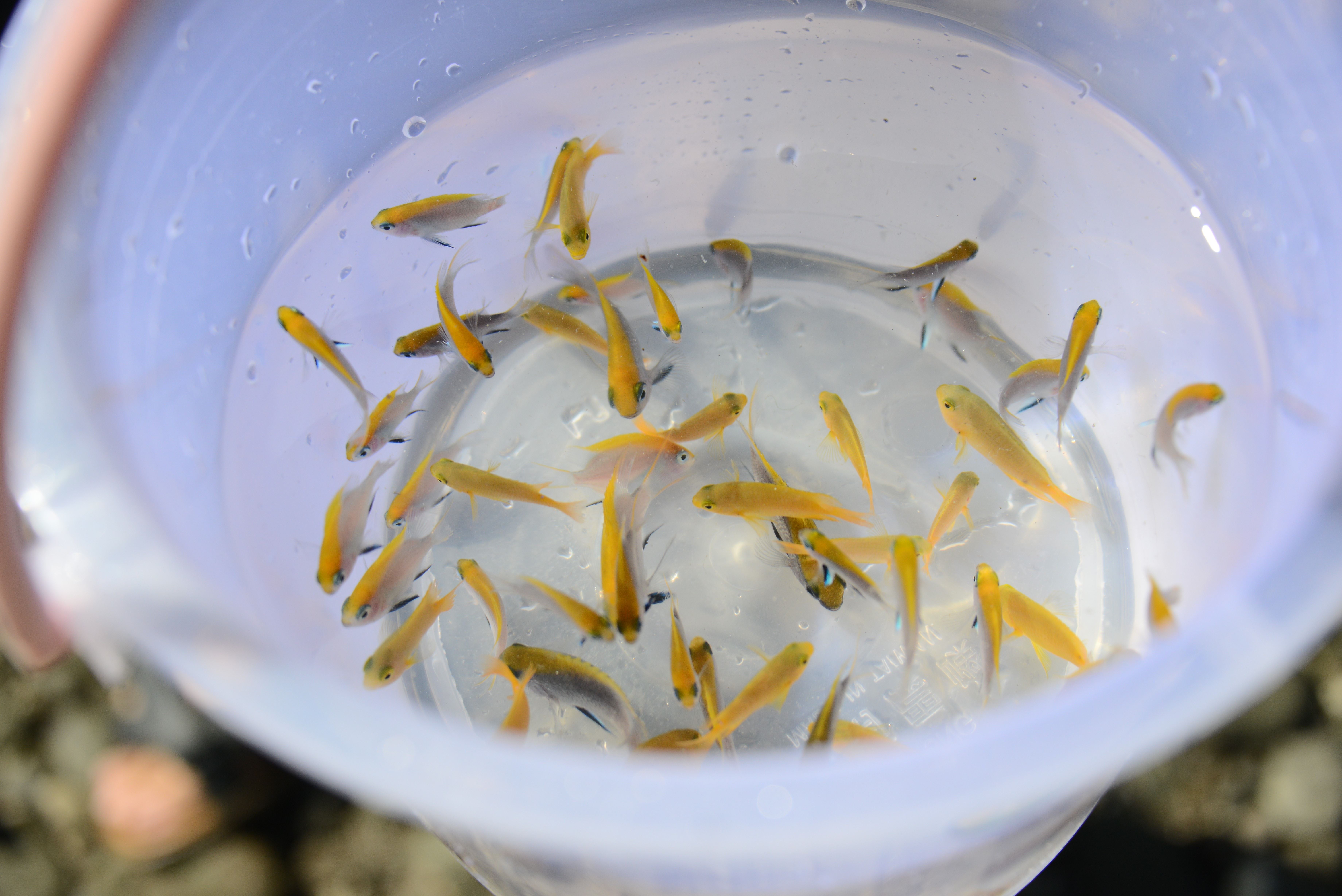 圖1、本次放流的摩鹿加雀鯛稚魚