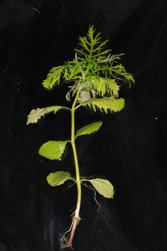 水蓑衣屬水草能有效吸收水族箱內營養鹽類