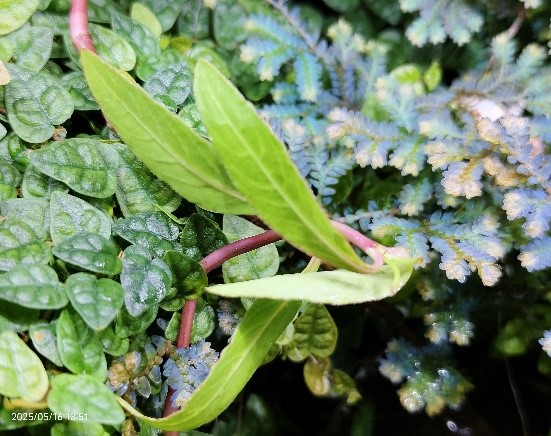 原生水草應用於觀賞水族造景