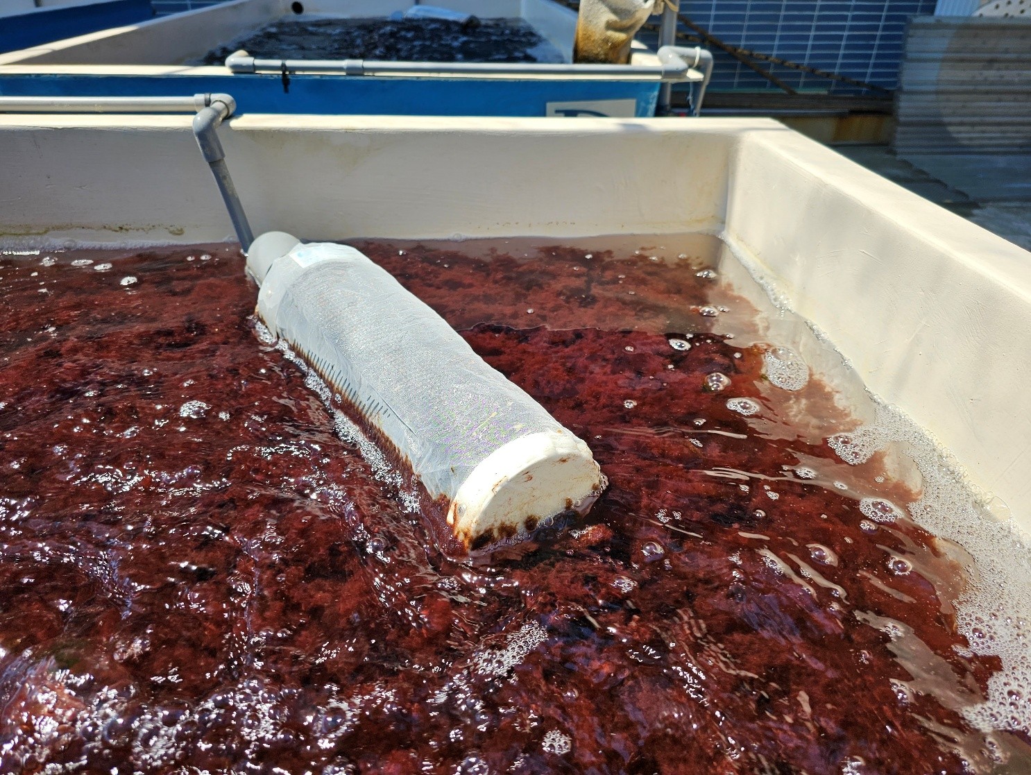 水試所率全國之先開發獨家海門冬生產技術