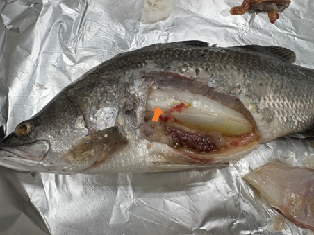 染病的金目鱸脾臟內可觀察到明顯的白色結節