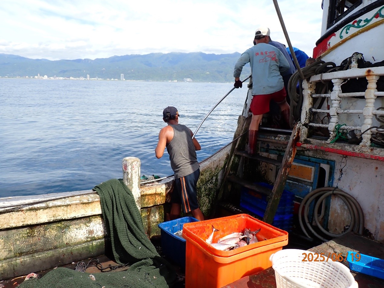 現釣正鰹裝桶，作業節奏緊湊有序