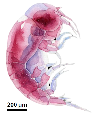 端足目個體（依臺灣周邊海域採集樣本之顯微鏡觀察繪製）