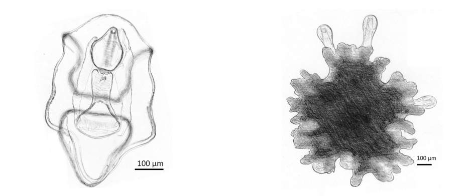 紫色海星（Pisaster ochraceus）幼生的變身：由雙側對稱 (左)，轉變為五輻對稱 (右) (改繪自 Hodin, J. et al. (2019) Culturing echinoderm larvae through metamorphosis圖5)