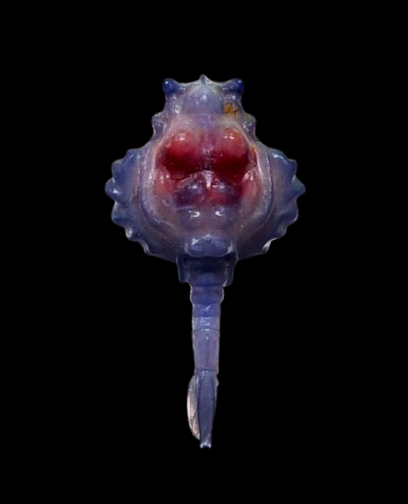 冑甲近對蝦幼體具奇幻的體色與外型