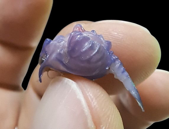 從側面觀察冑甲近對蝦幼體