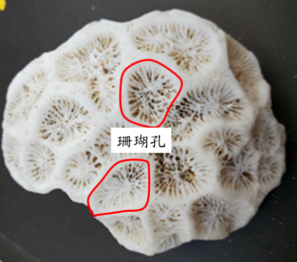 圖2、菊珊瑚死亡後留下的碳酸鈣骨骼，一個珊瑚孔就是一隻珊瑚蟲