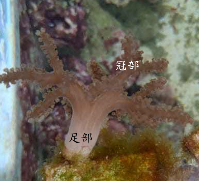 圖3、柔軟珊瑚的冠部及足部 