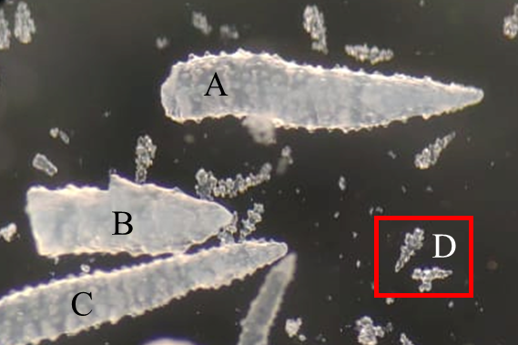 圖4、柔軟珊瑚冠部中四種不同型態的骨針