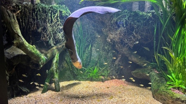 電鰻的展示缸及上方電力顯示看板