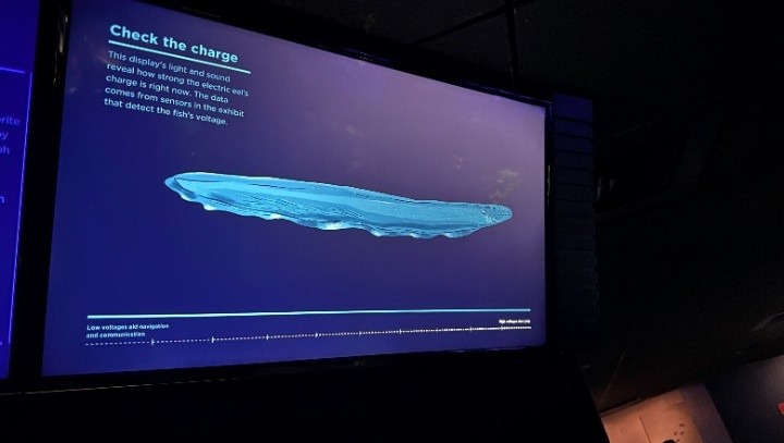 電鰻的展示缸及上方電力顯示看板