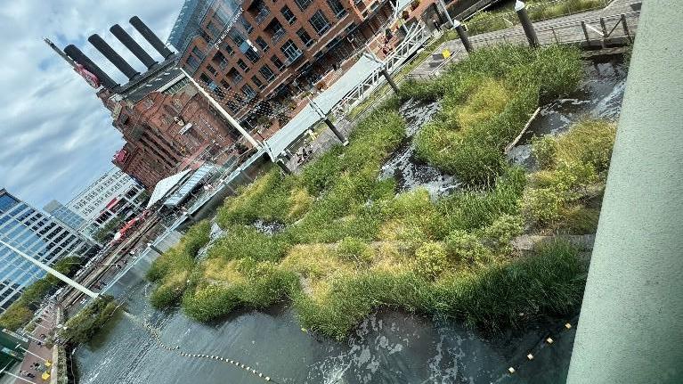 濱水校園計畫」（Waterfront Campus Plan）的溼地展示成果