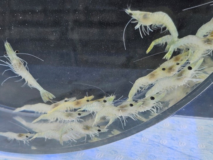 1萬尾草蝦苗(右)