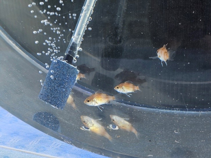 200尾赤鯥魚苗（左）