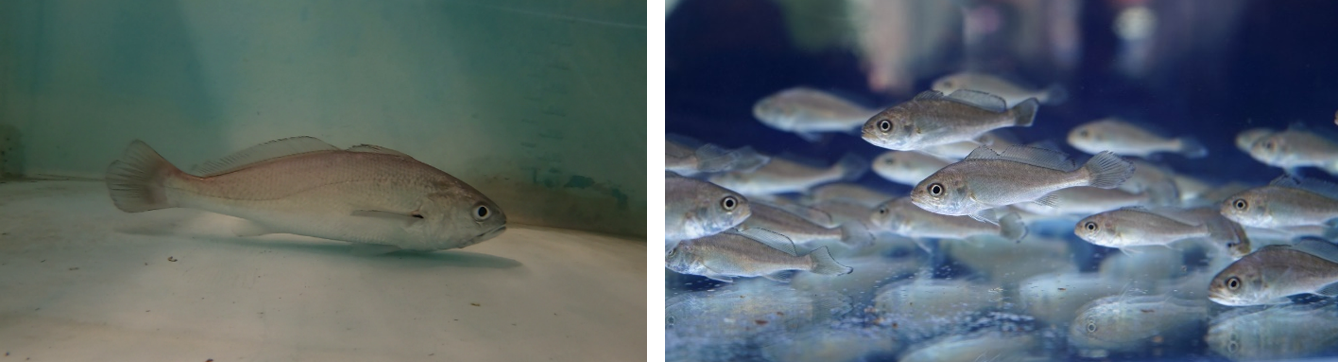 (左)檢疫中的黑䱛種魚;(右)孵化10週之黑䱛仔魚的外觀已與親魚相近