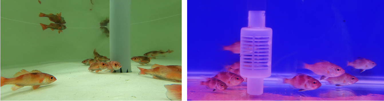 (左)穩定蓄養中赤鯥種魚;(右)赤鯥幼魚