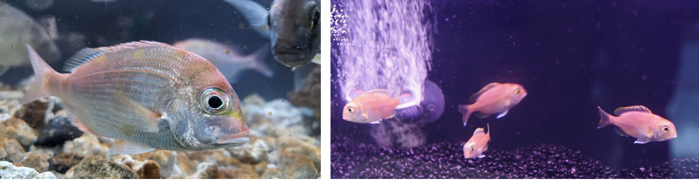 (左)穩定蓄養之赤鯮種魚;(右)人工孵化培育之健康魚苗