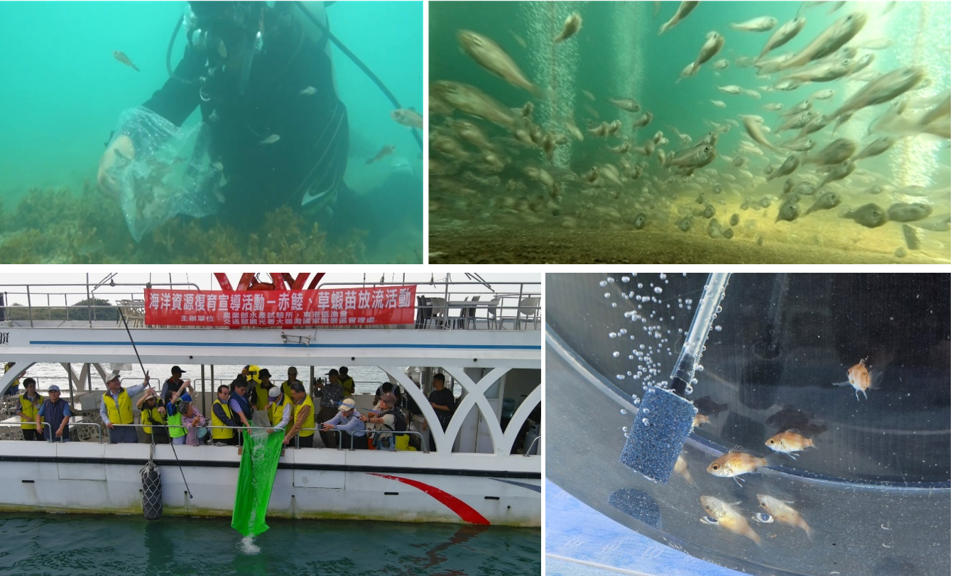 本所已多次實施黑䱛與赤鯥之增殖放流作業,希望有助於補充天然族群資源