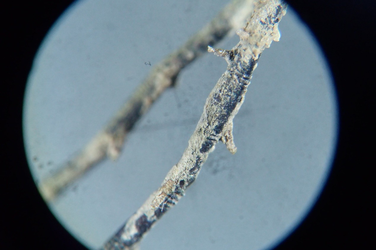 顯微鏡下的水螅群體照片