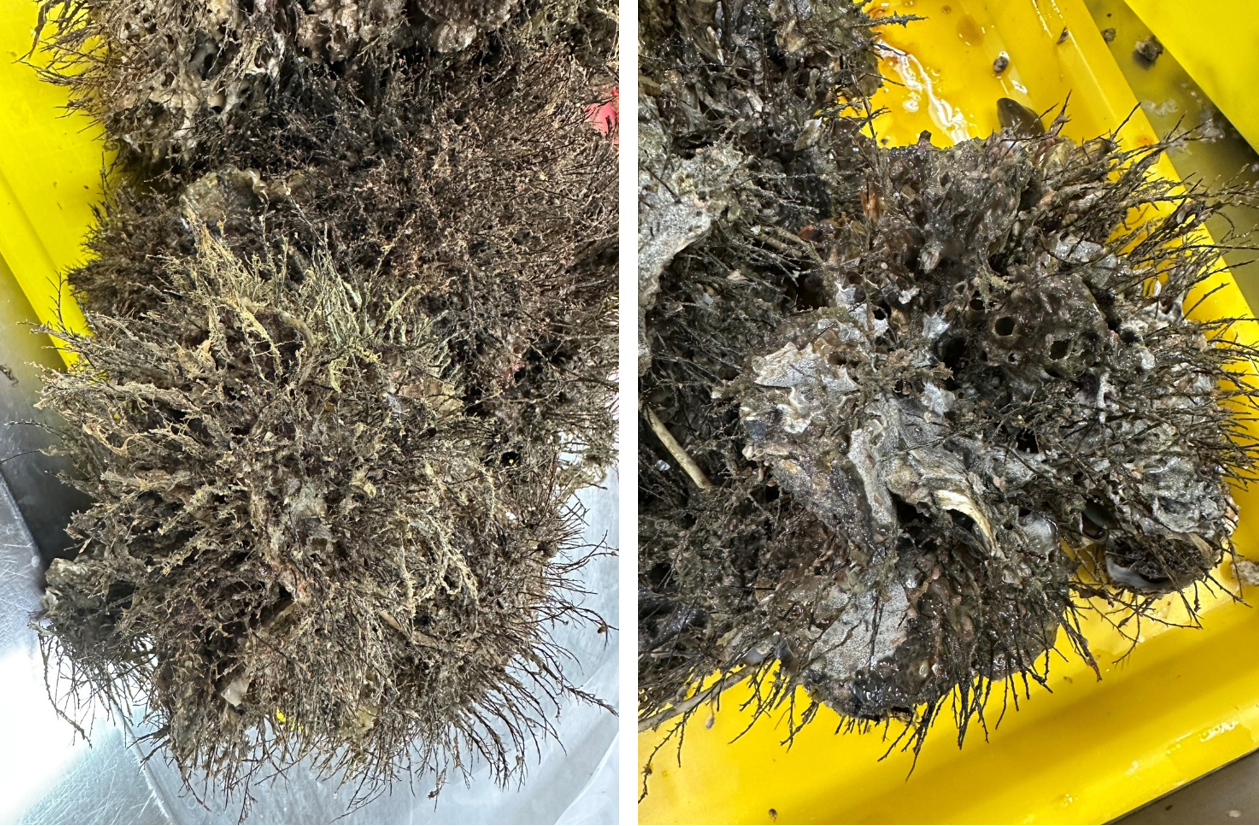 （左）入秋之前，牡蠣殼表面可觀察到高密集度之水螅群體附著；（右）10月中旬隨著水溫下降，其附著密度開始明顯減少