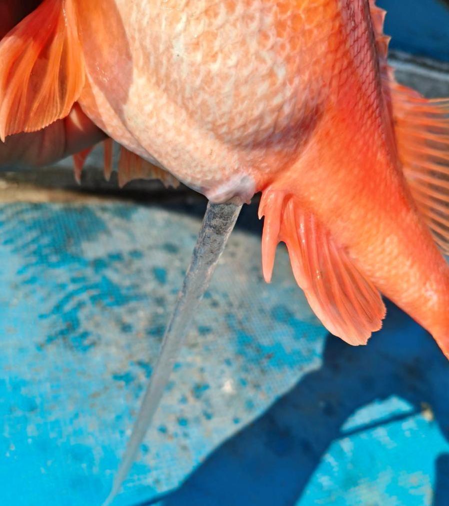 圖1、船長釣獲之赫氏無鰾鮋，自泄殖腔流出大量果凍狀透明卵團