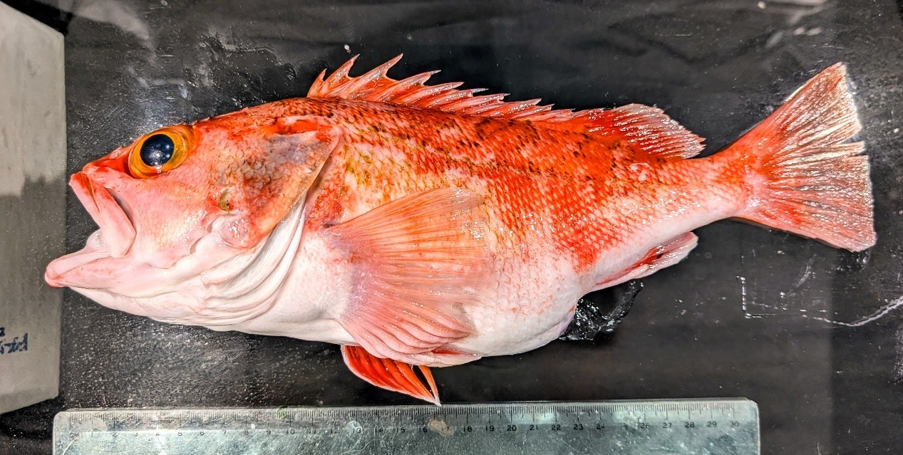 圖2、赫氏無鰾鮋 （H. hilgendorfii） 雌魚，體長36.5公分, 體重700公克.