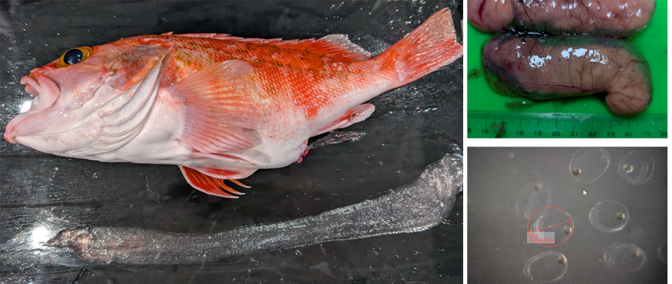 繁殖形式比較：（上）無鰾鮋為體內受精後產下受精卵團