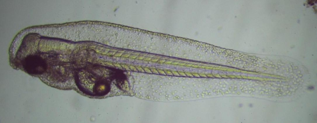 圖4、孵化後70小時的仔魚，卵黃幾乎被吸收殆盡，腸道及泄殖孔開始成形