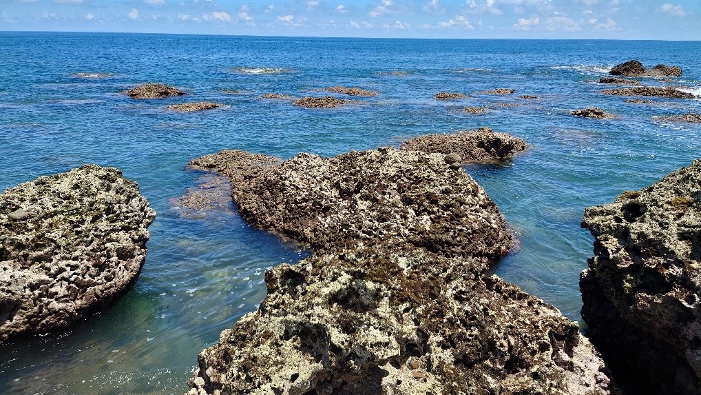絲藻以盤狀附著器固著於潮間帶的礁岩上