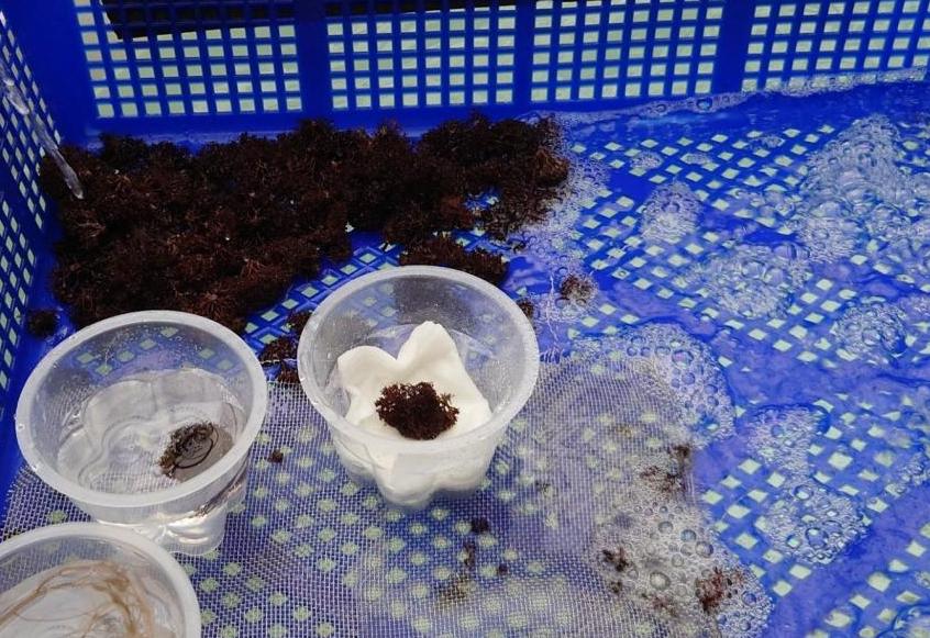 於臺東縣成功鎮美山部落附近採集之皮絲藻