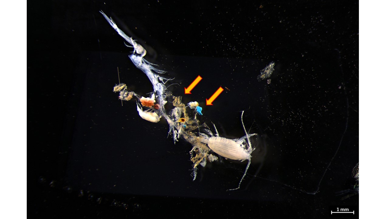 浮游動物常與藻類糾纏或混入雜質(如箭頭所示),需人工清除以利判讀