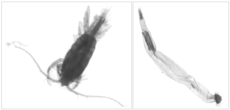 透過電腦判讀,將大圖上每個個體切割為獨立的照片。(左)橈足綱(Copepoda)之個體照;(右)箭蟲綱(Sagittoidea)之個體照。