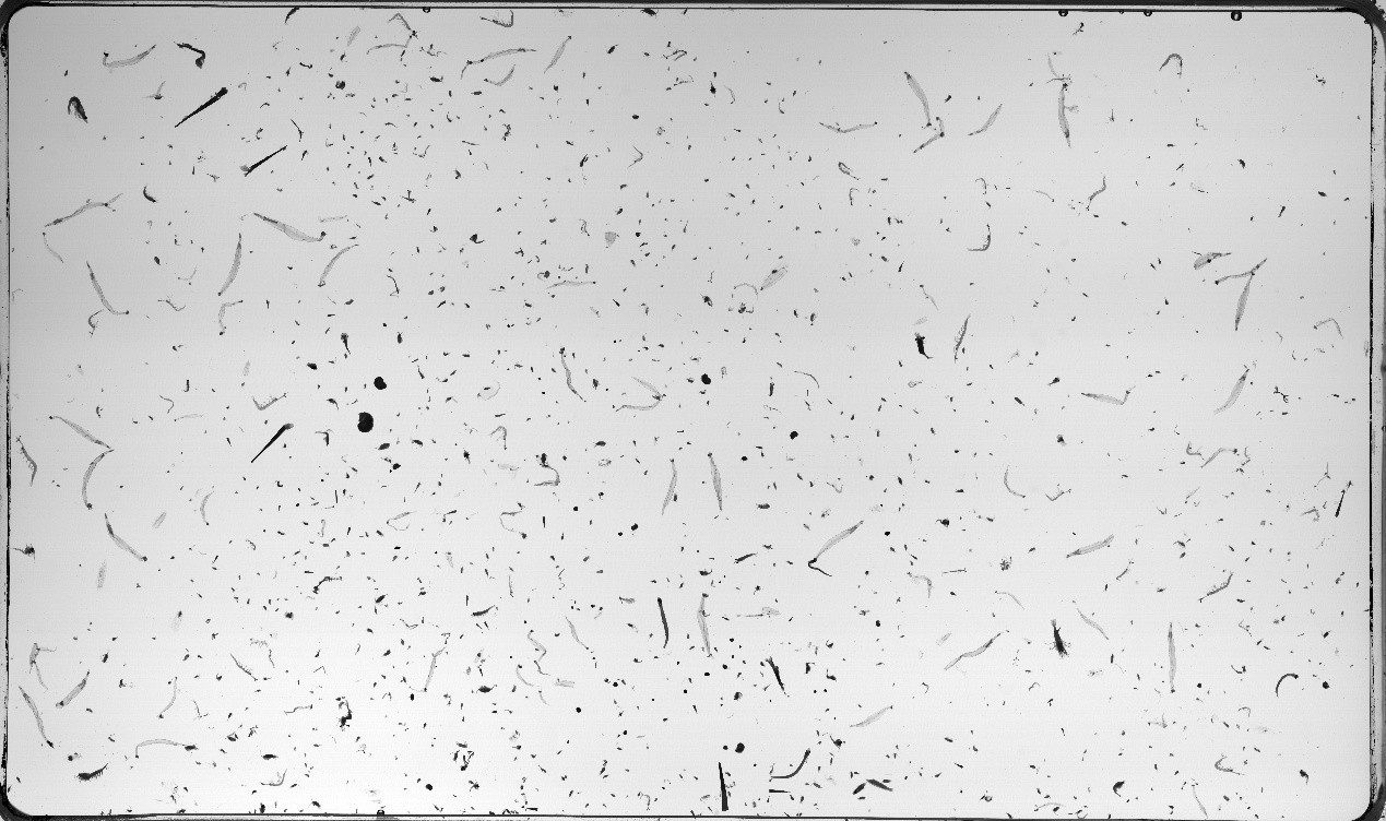 浮游生物掃描儀拍攝之單一測站大圖