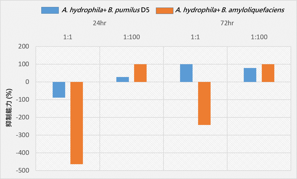 圖2、32℃ 時,提高芽孢桿菌菌量100倍,可顯著改善抑制病原能力