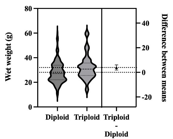 圖2、二倍體與三倍體牡蠣濕重比較,三倍體顯著較重