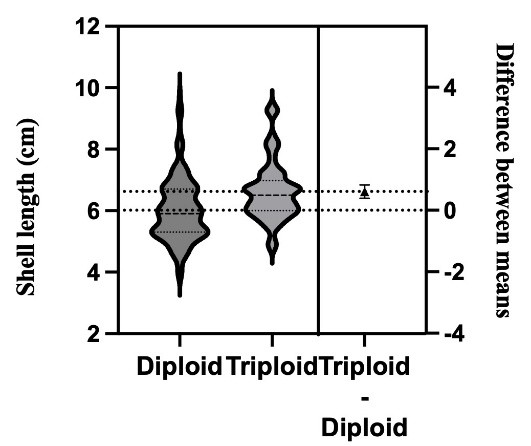 圖3、二倍體與三倍體牡蠣殼長比較,三倍體平均殼長明顯較大
