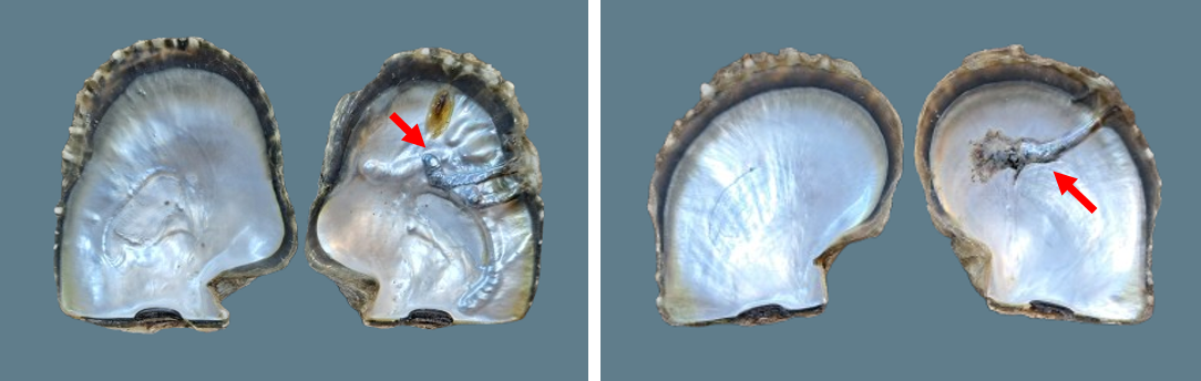 大自然的防禦印記:黑蝶貝殼內的「珍珠封印」