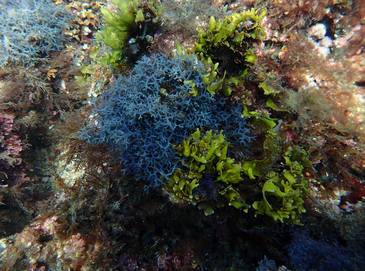 巢沙菜在水下呈現金屬質感的藍紫色虹光，在觀賞水族市場極具競爭力
