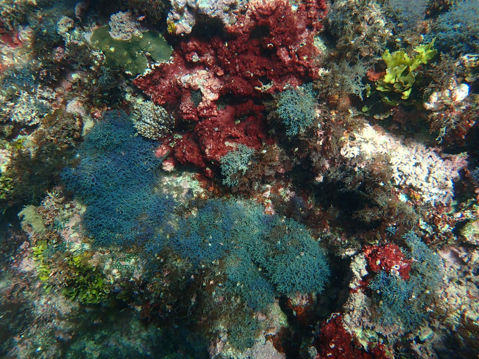 巢沙菜以覆蓋基質的方式交結成藻團，能有效穩定底質，並為小型海洋生物提供庇護與覓食的微棲地