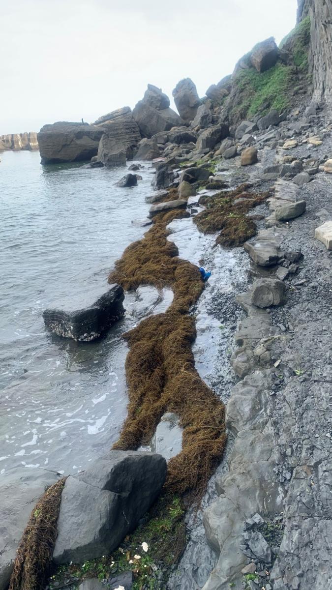臺灣東北角海岸常見大型馬尾藻聚集