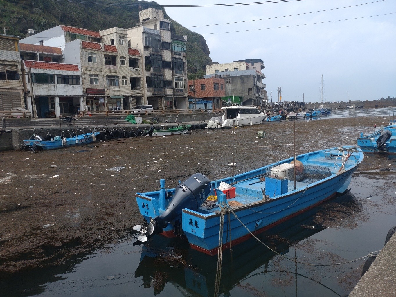 淤積在鼻頭漁港的馬尾藻叢，嚴重影響漁船動力與航道安全