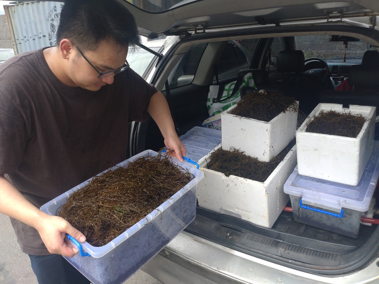 本所研究團隊於現場採集樣本，進行後續機能性成分分析