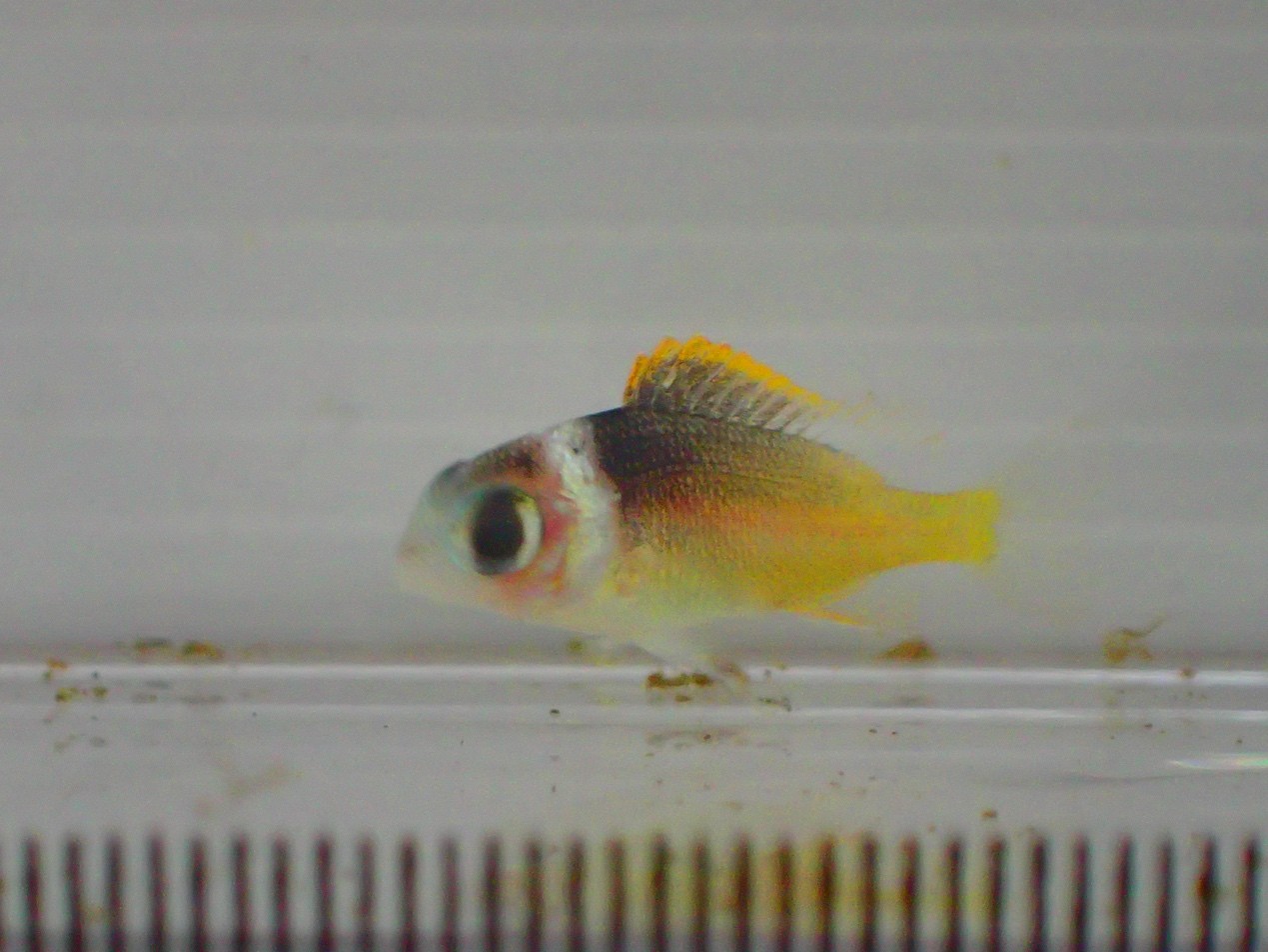 孵化後第 40 天的伏氏眶棘鱸魚苗
