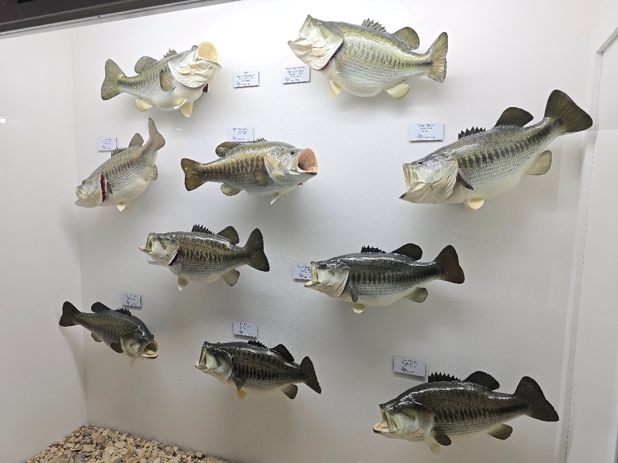 德州淡水漁業中心孵化場遊客中心之歷年 ShareLunker 紀錄展示牆。自1986年起，凡捕獲體重達5.9公斤以上「傳承級」（Legacy Class）美洲大口鱸之紀錄皆登錄於此，該級別個體將借予孵化場參與後續選育計畫