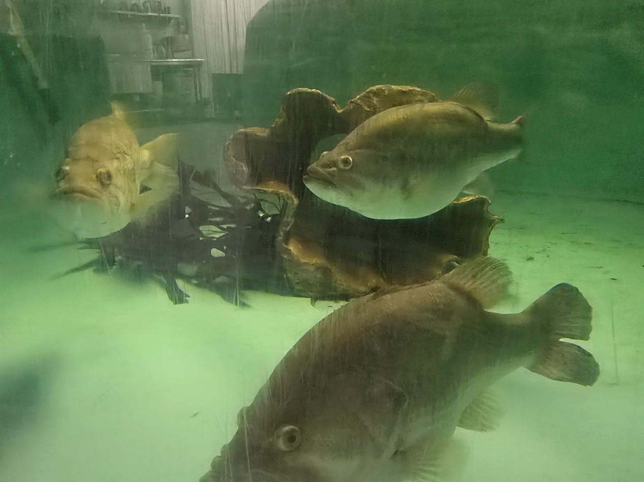 州立孵化場內設置之 ShareLunker 專屬種魚蓄養池。該設施與一般種魚池採隔離操作，用以保存、管理由計畫收集之大體型親魚個體